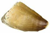 Fossil Mosasaur (Thalassotitan) Tooth - Morocco #374610-1